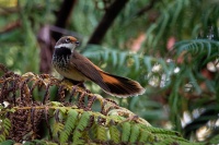 Pavik australasijsky - Rhipidura rufifrons - Rufous Fantail 4393
